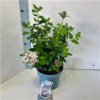 Viburnum tinus 'Lisarose' F00011534