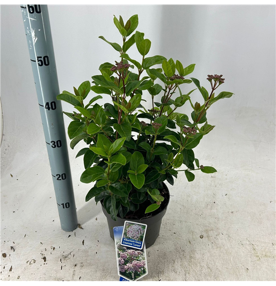 Viburnum tinus 'Lisarose' F00011533