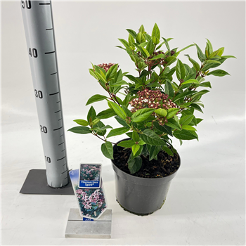 Viburnum tinus 'Spirit' F00011535