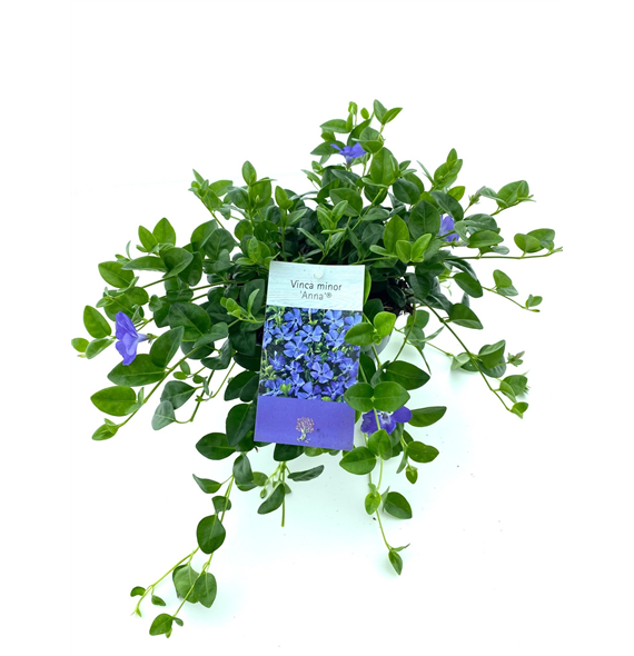 Vinca minor Anna F00003382