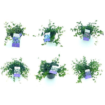 Vinca minor mix F00005381