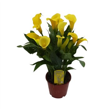 Kala sunclub Geel8 fl 45cm 14cm Q4482