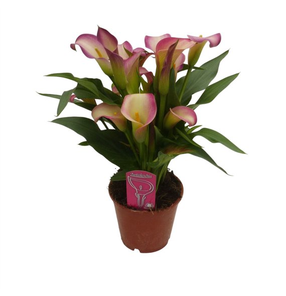 Kala Dynasty8 fl 45cm 14cm Q4483