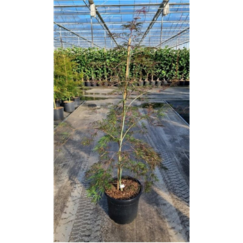 Javor palmatum 'Garnet' F00009351