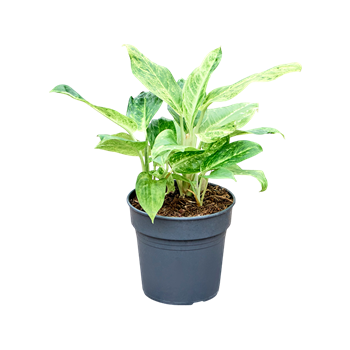 Aglaonema 'Citrinum' 4AGCIBU50