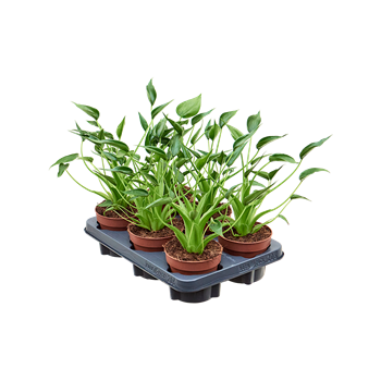 Alokazija 'Tiny Dancer' 6/tray 4ALTDBP40
