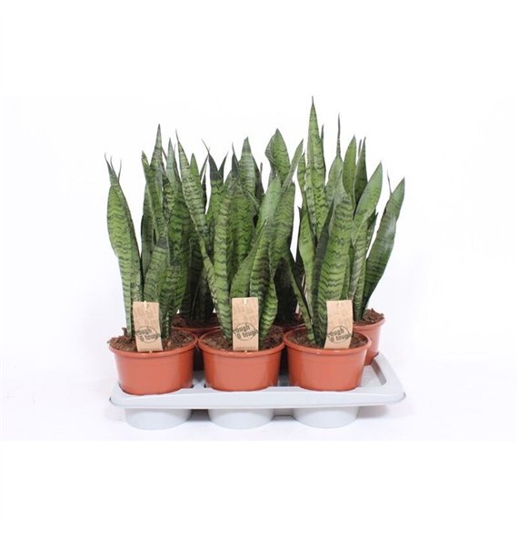 Taščin jezik - Sanseveria zeylanica 65cm 17cm Q888