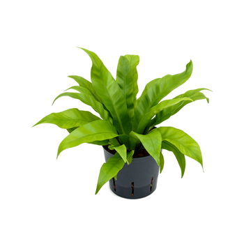 Asplenium antiquum 2ASANBP05