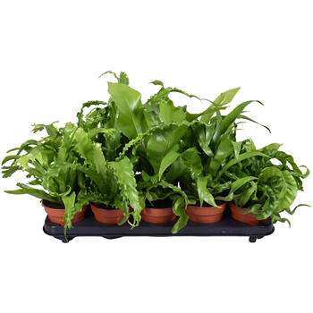 Asplenium mix F00005518