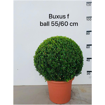 Buxus microphylla 'Faulkner' F00006798