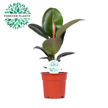 Fikus elastica robusta Elastica Robusta p17 1 pp 50cm 17cm Q2705