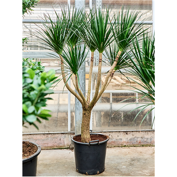 Dracena draco (170/220) 4DRDRSV45