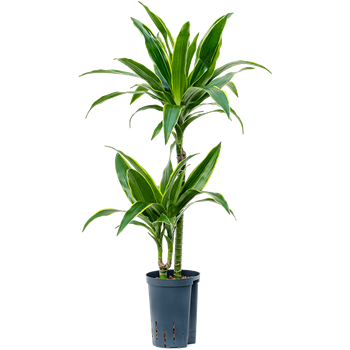 Dracena fragrans 'Arturo' 1DRAR2S10