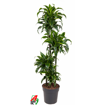 Dracena fragrans 'Dorado' F00002837