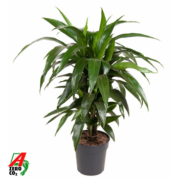 Dracena fragrans 'Janet Craig' F00011666