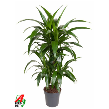 Dracena fragrans 'Janet Craig' F00011665