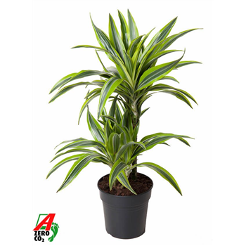 Dracena fragrans 'Lemon Lime' F00005018