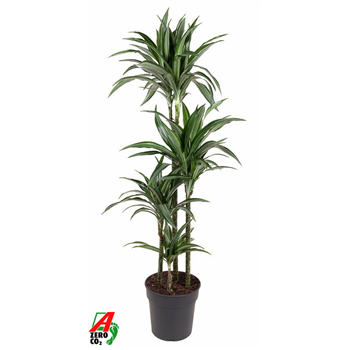 Dracena fragrans 'Ulises' F00002760