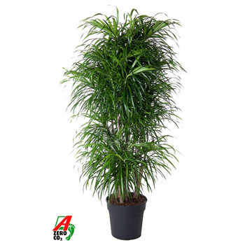 Dracena reflexa 'Anita' F00010458