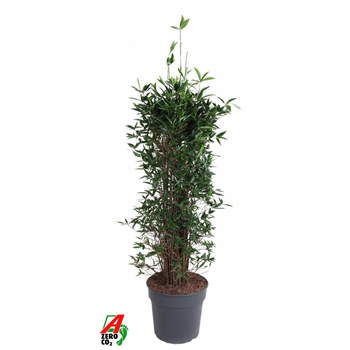 Dracena surculosa F00011673