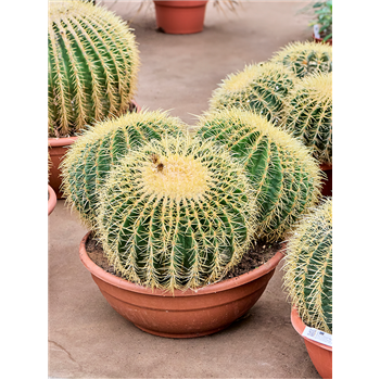 Echinocactus grusonii 4ECGRKK52