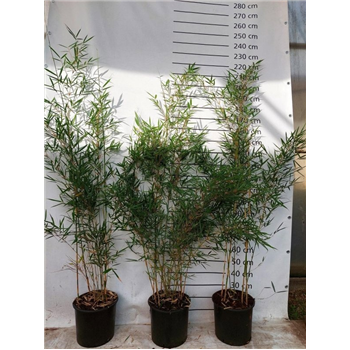 Fargesia robusta 'Campbell' F00008535