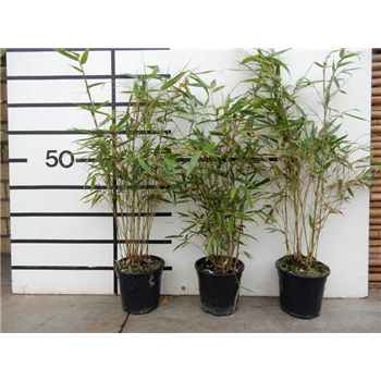 Fargesia robusta 'Pingwu' F00008555