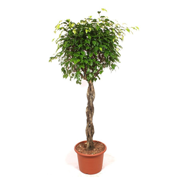 Fikus benjamina 'Exotica' F00010804