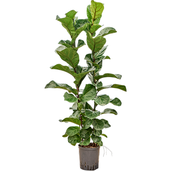 Fikus lyrata 'Bambino' 1FILB2T05