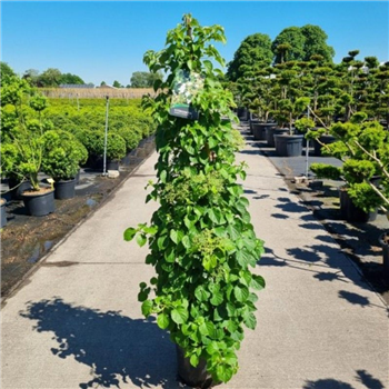 Hortenzija petiolaris F00010587