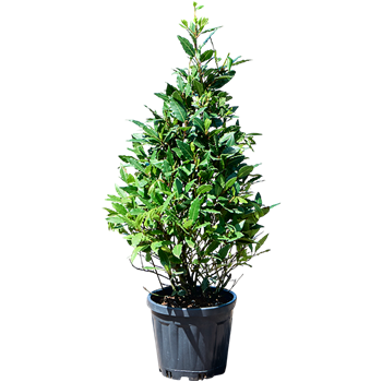 Laurus nobilis 5LANOPY07