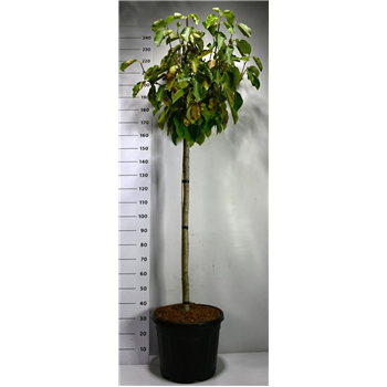 Magnolia loebneri 'Butterfly' F00006422