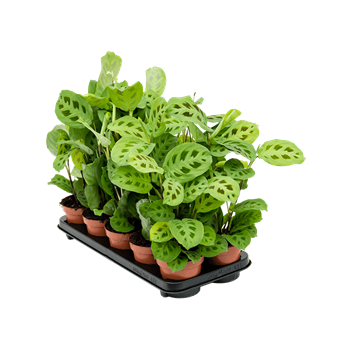 Maranta leuconeura 'Kerchoveana' 10/tray 4MAKEBP12