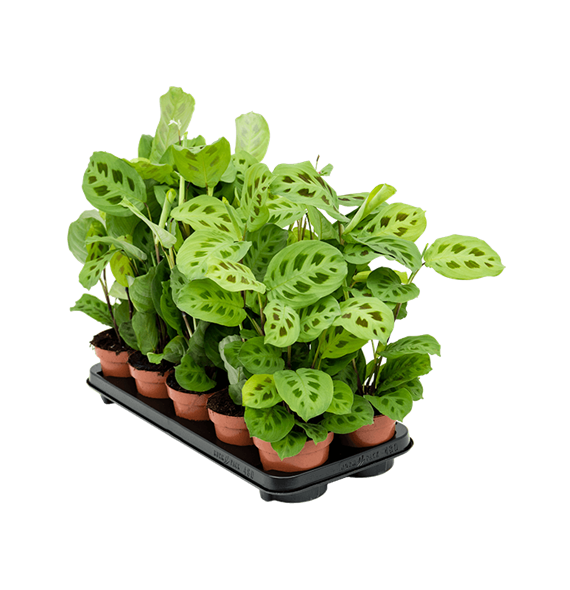 Maranta leuconeura 'Kerchoveana' 10/tray 4MAKEBP12
