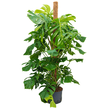 Monstera deliciosa 1MODEMK10