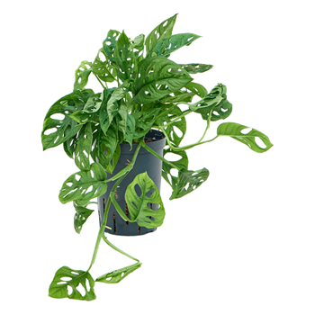 Monstera obliqua 1MOOBBP10