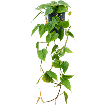Philodendron scandens 1PHSCHA12