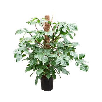Philodendron squamiferum 4PHSQMK30