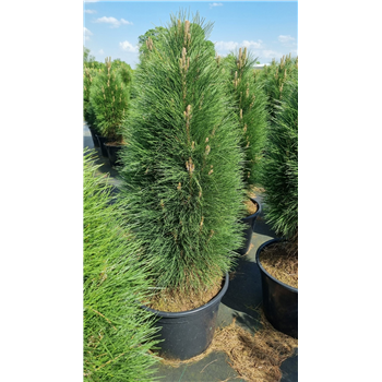 Bor(Pinus) nigra 'Green Tower' F00005624