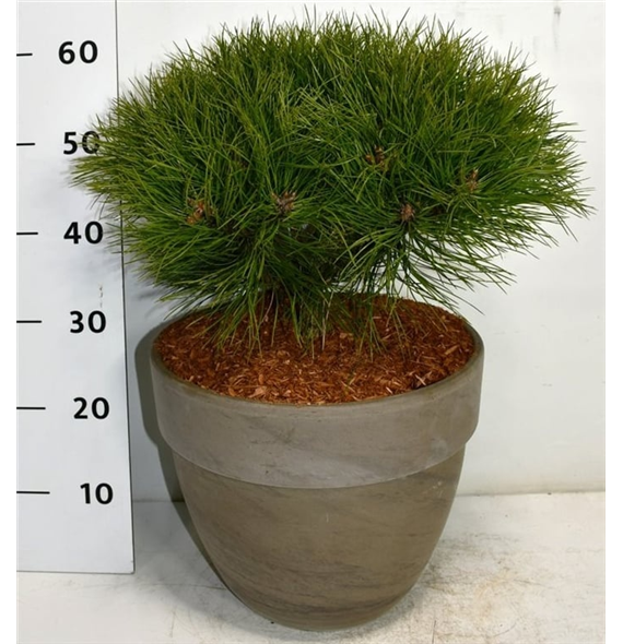 Bor(Pinus) nigra 'Marie Bregeon' F00006298