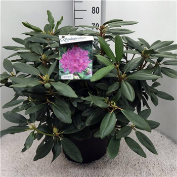 Rhododendron caucasicum 'Boursault' F00010052
