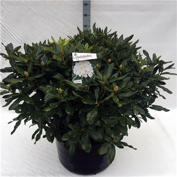Rhododendron caucasicum 'Cunningham's White' F00008727