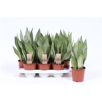 Taščin jezik - Sanseveria trifasciata 'Moonshine' F00004948