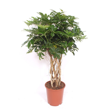 Šeflera arboricola 'Compacta' F00010849