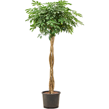 Šeflera arboricola 'Compacta' 1SCARGS18