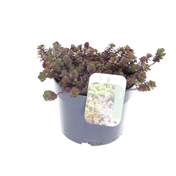 Sedum spurium 'Purple winter' F00005655