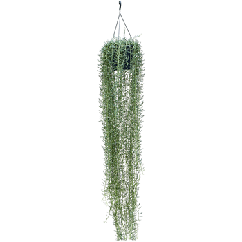 Senecio blue pickle 4SEBPHA25
