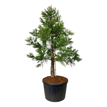 Sequoiadendron giganteum 'Mammoth Two' F00007094