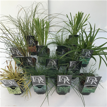 Siergras mix F00003852