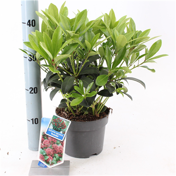 Skimmia japonica 'Rubella' F00004357